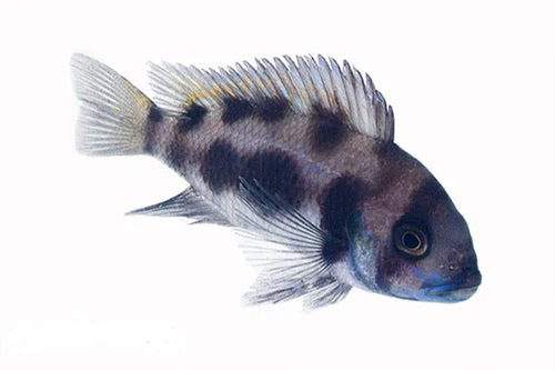 Cichlid Sale